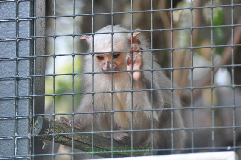 Ouistiti argenté - 2013
