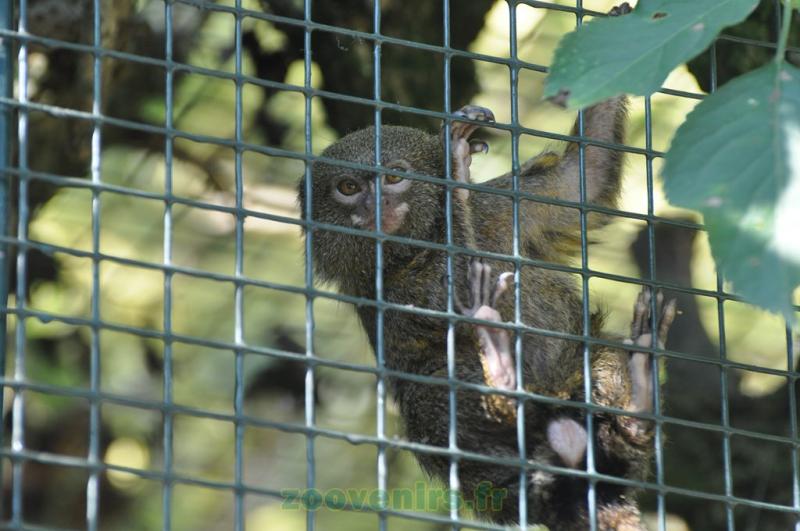 Ouistiti pygmé - 2013