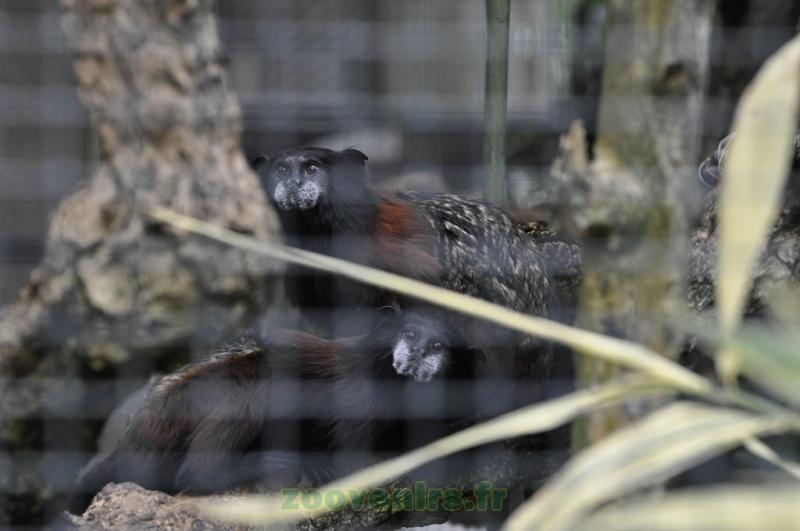 Tamarin à manteau rouge - 2013