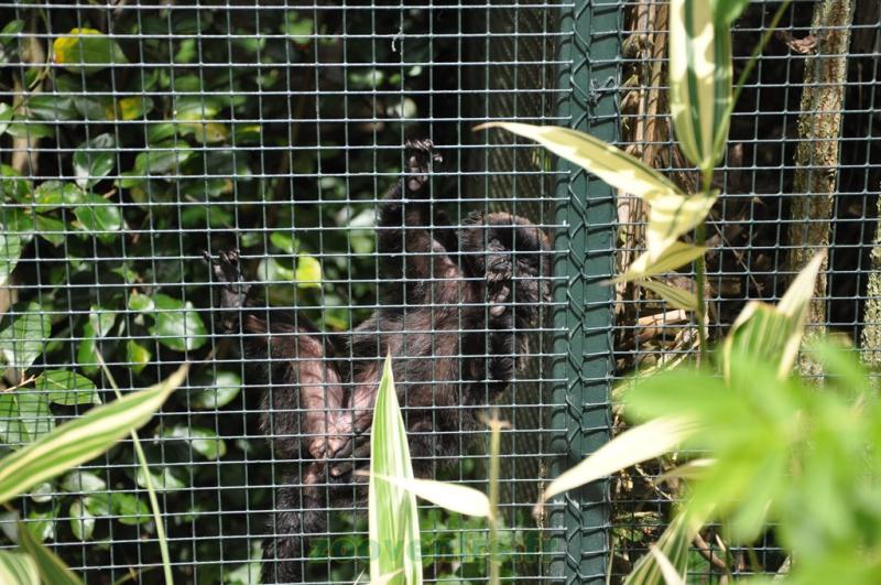 Tamarin de Goeldi - 2013