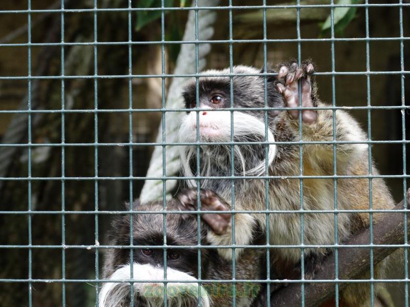 Tamarin empereur - 2013