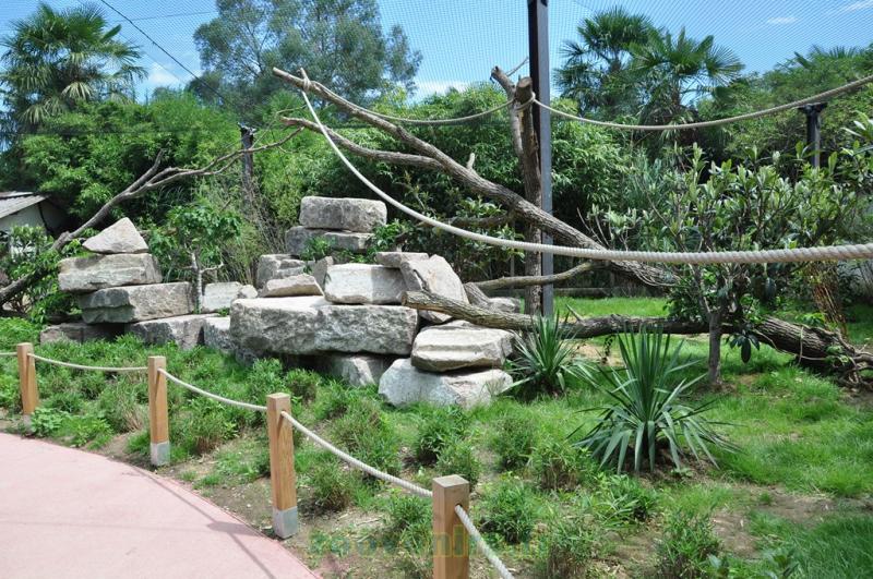 Lémur catta - Vari roux - 2013