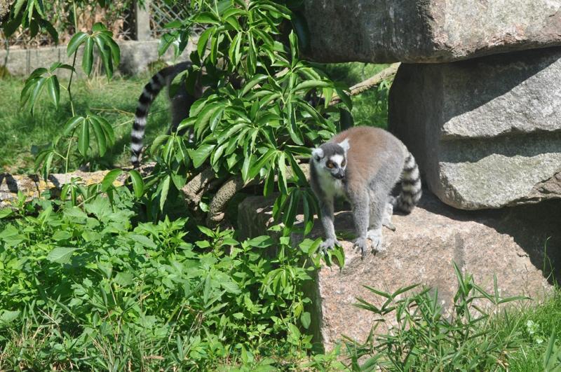 Lémur catta - 2013
