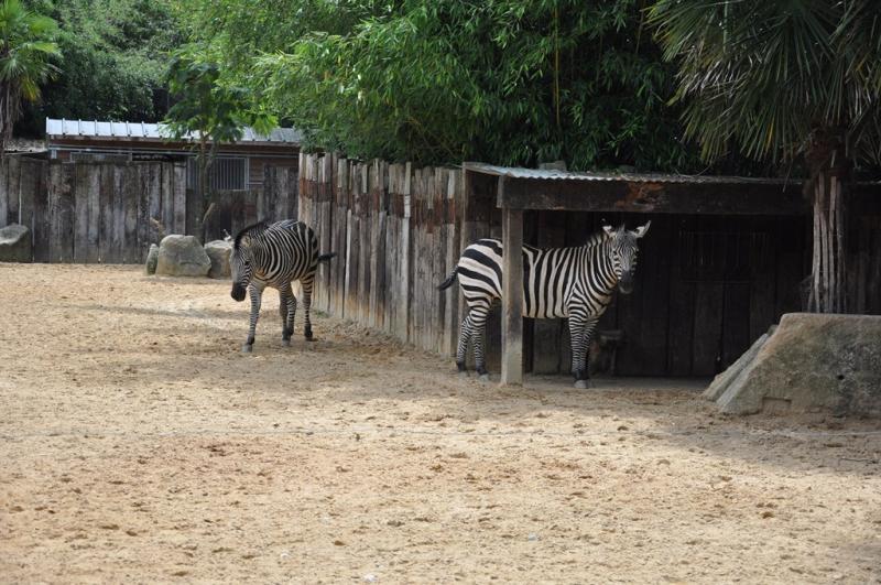 Zébre de Grant - 2013