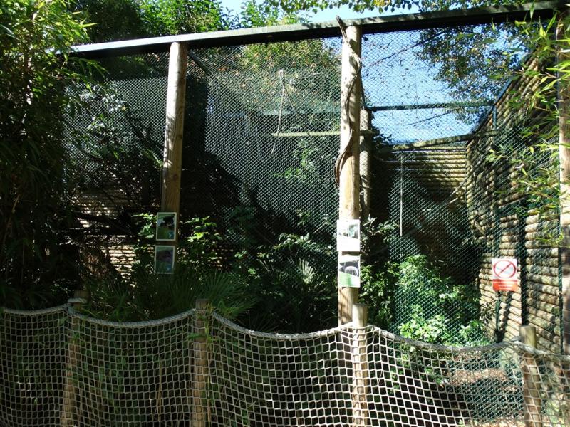 Agouti - Saimiri - 2016