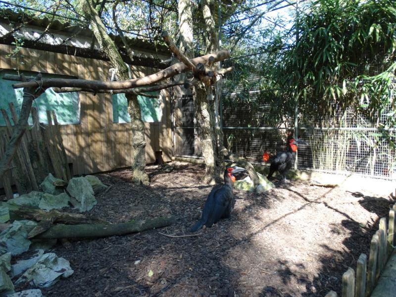 Calao de Leadbeater - 2016