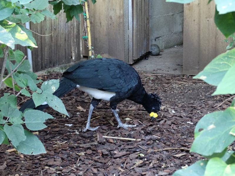 Hocco à crête noire - 2016