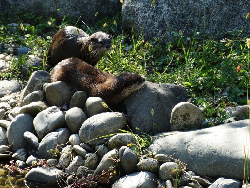 Loutre d'Asie - 2016