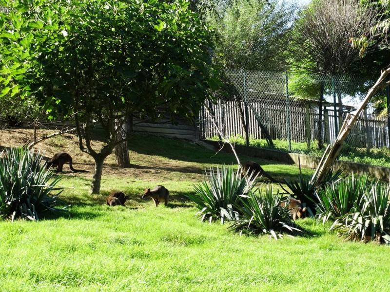 Wallaby bicolor - 2016