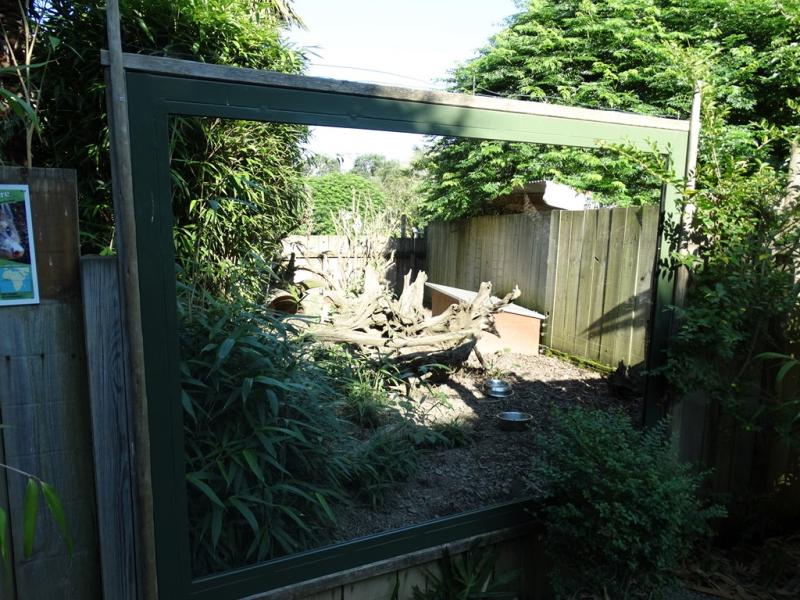 Mangouste fauve - 2016