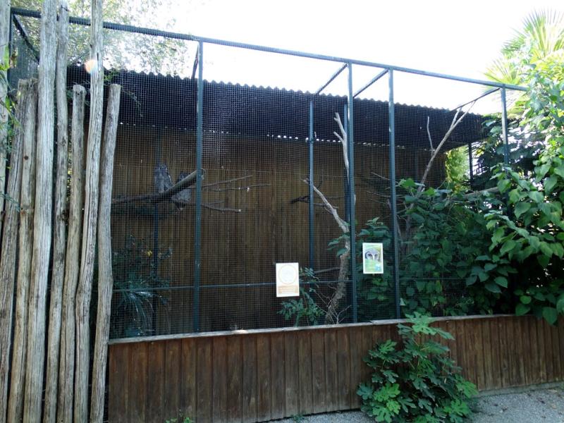 Grand duc de Verreaux - 2016