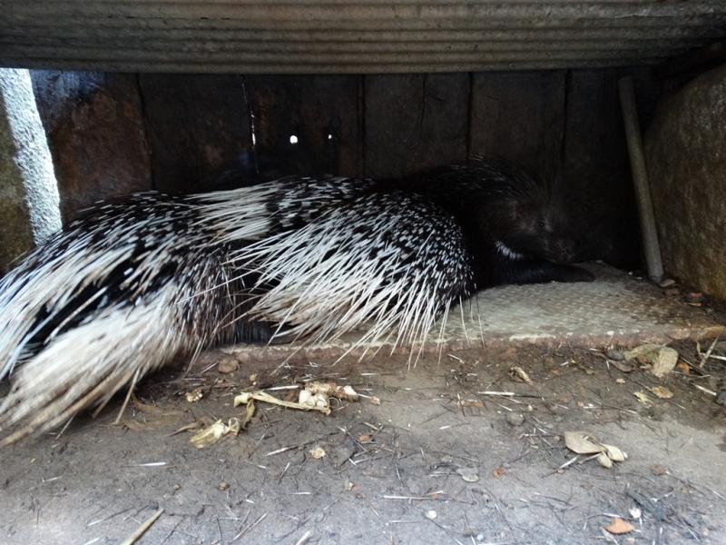 Porc-épic indien - 2016