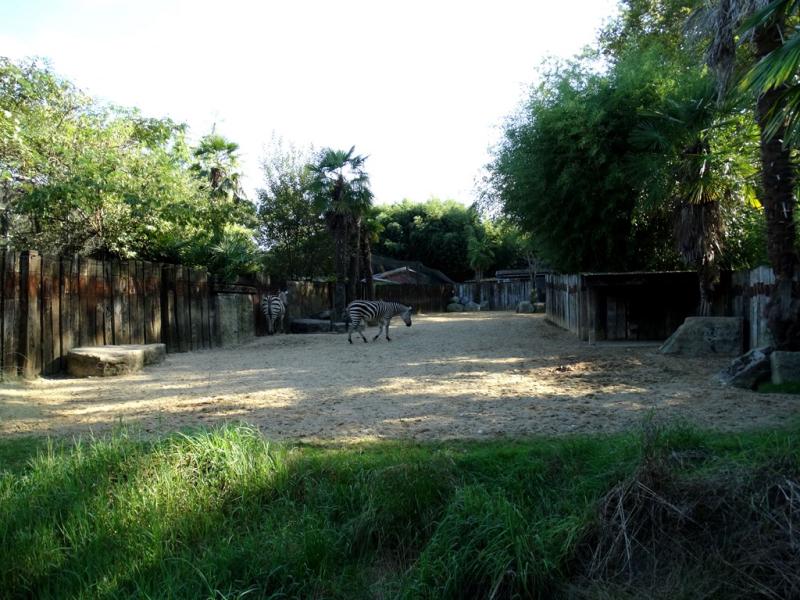 Zèbre de Grant - 2016