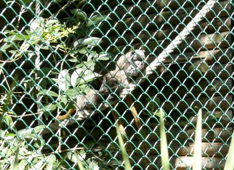 Tamarin empereur - 2019