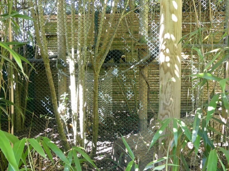 Saki à face blanche - 2019