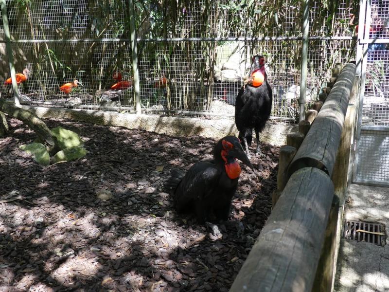 Bucorve du Sud - 2019