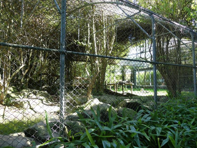 Panthère des neiges - 2019