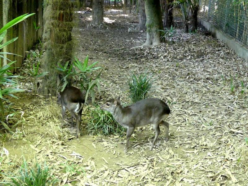 Céphalophe bleue - 2019