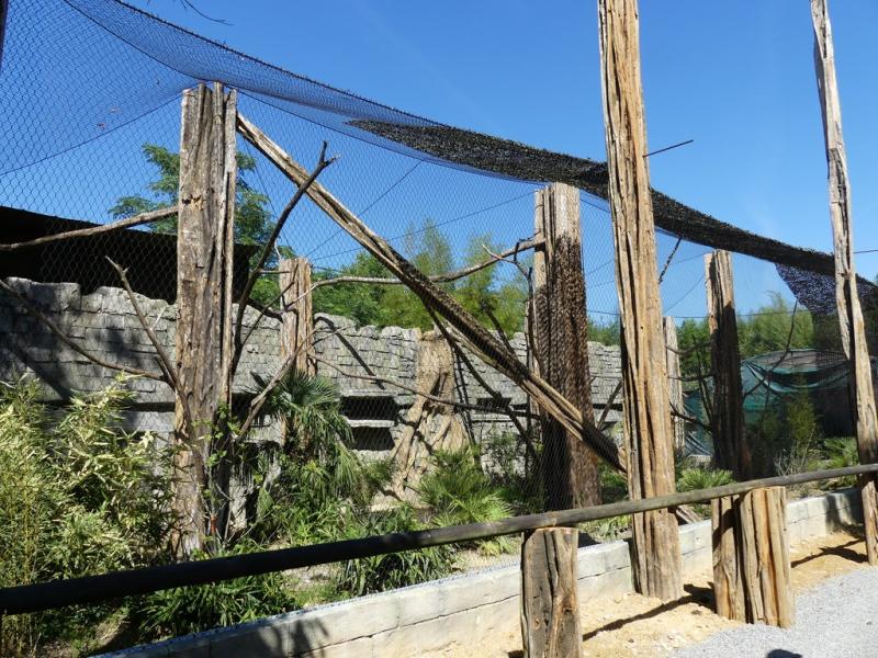 Gibbon à favoris blancs du Nord - 2019