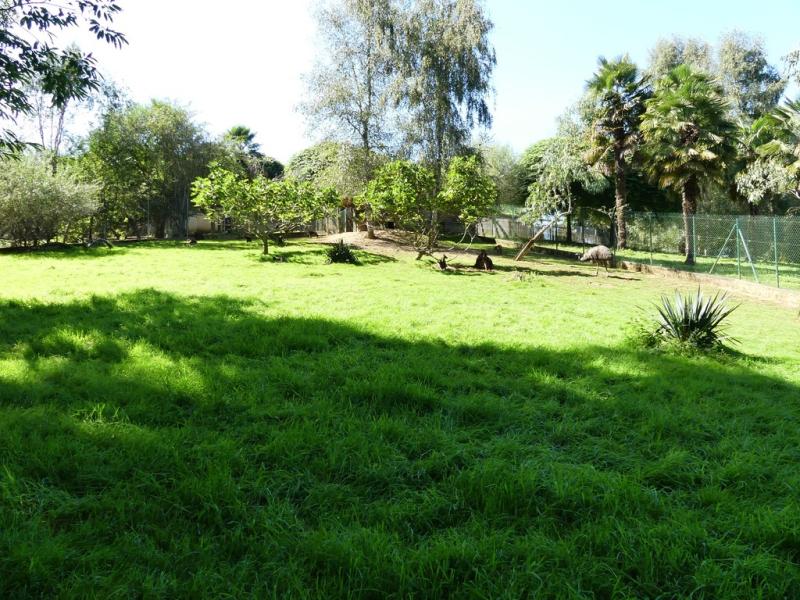 Wallaby bicolor - Emeu - 2019