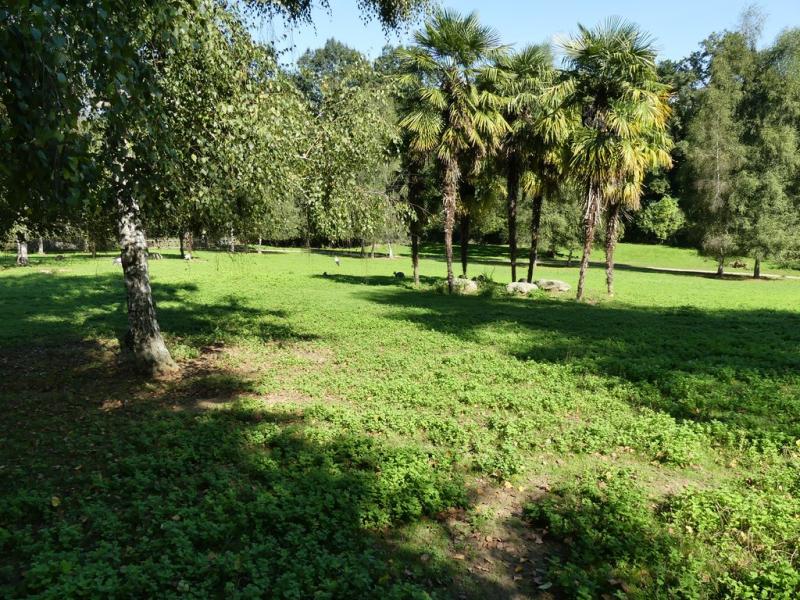 Wallaby de Bennett - Mara - 2019