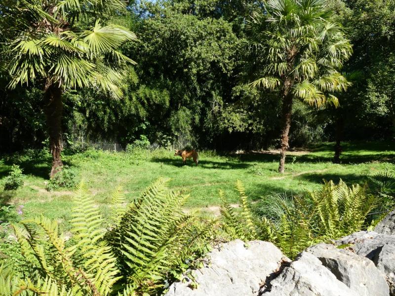 Loup à crinière - 2019