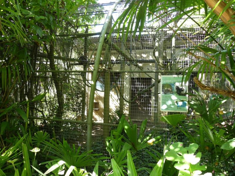 Lémur à face blanche - 2019