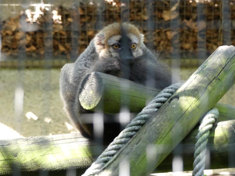 Lémur à front roux - 2019