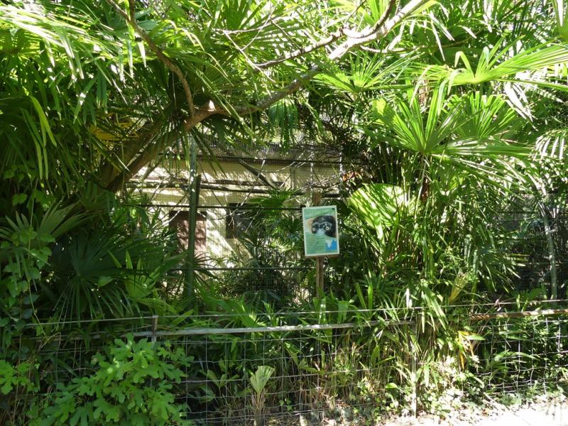 Maki vari roux - 2019