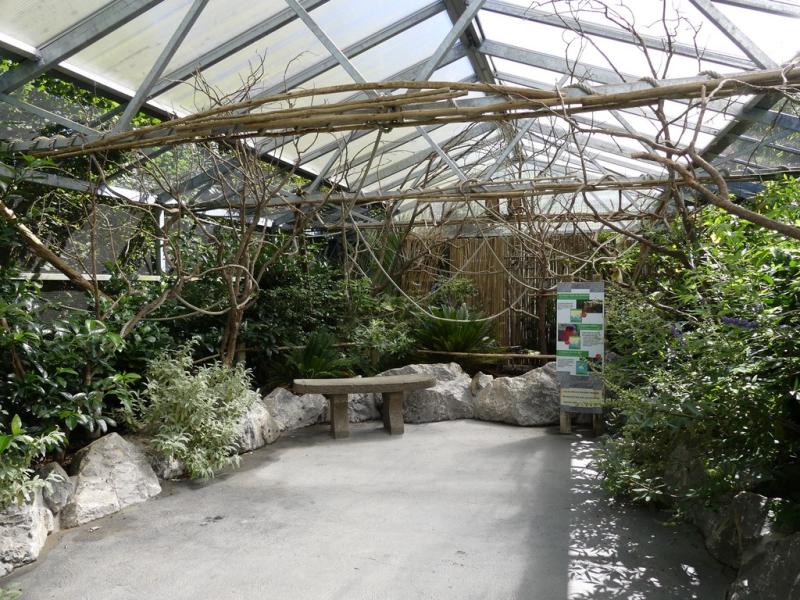 Loriquet arc-en-ciel - 2019