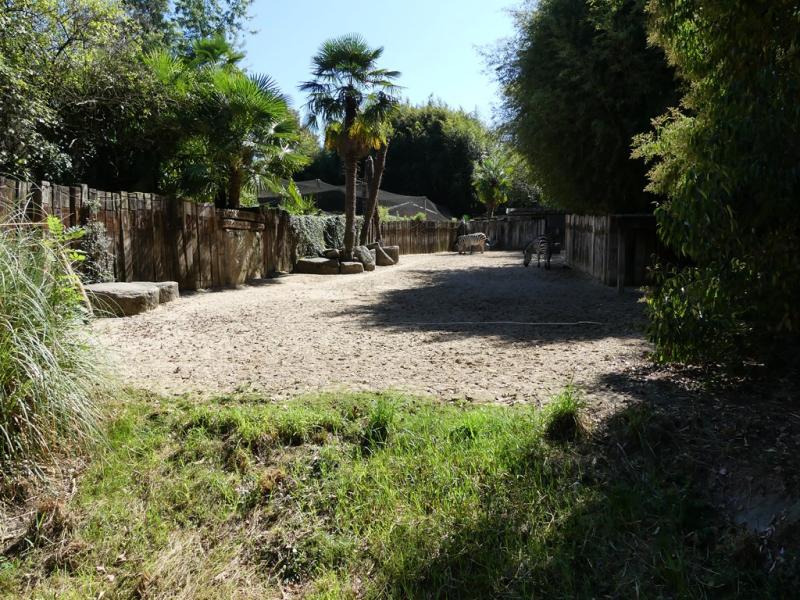 Zèbre de Burchell - 2019