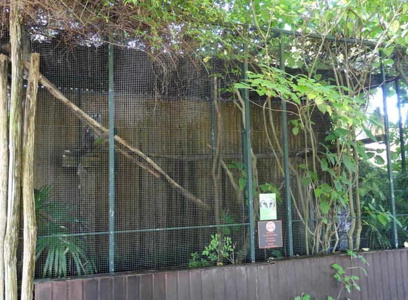 Grand duc de Verreaux - 2019