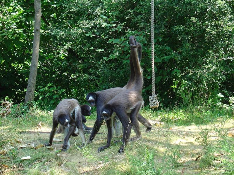 Atèle à ventre blanc - 2005