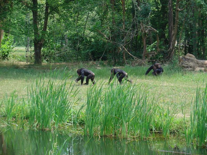 Chimpanzé - 2005