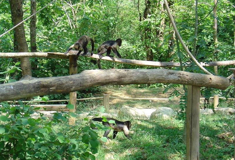 Capucin à poitrine jaune - 2005