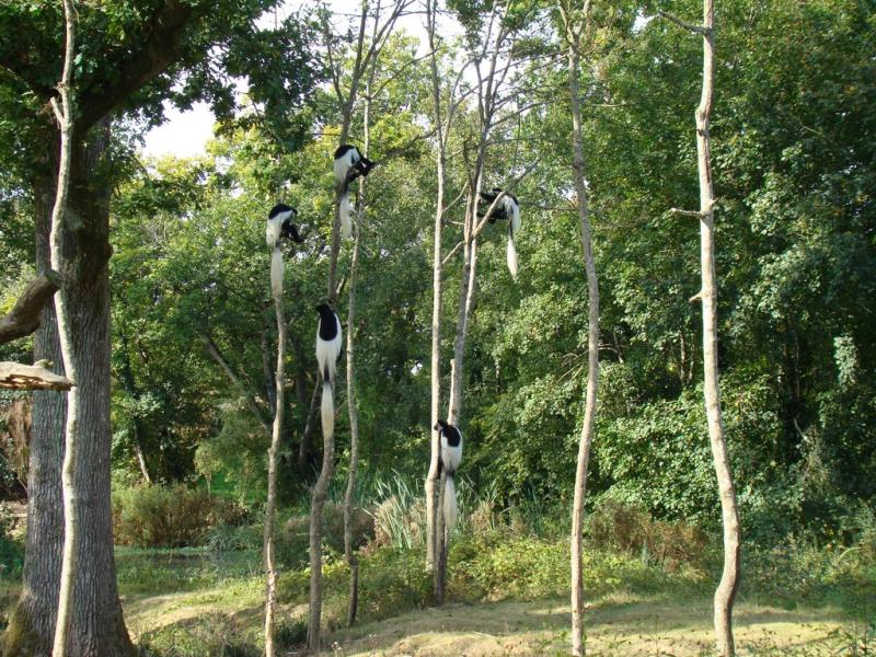 Colobe guéréza - 2005