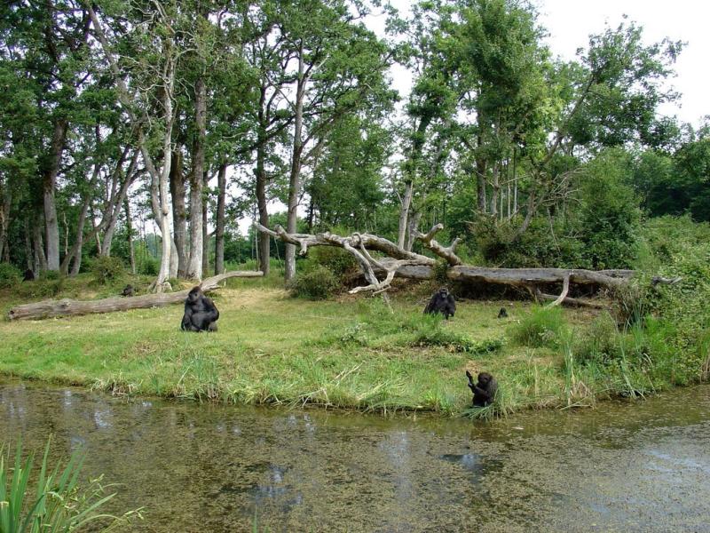 Gorille - 2005