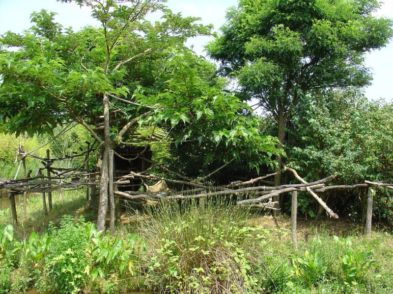 Tamarin lion à tête dorée -Titi - Tamarin empereur - 2005
