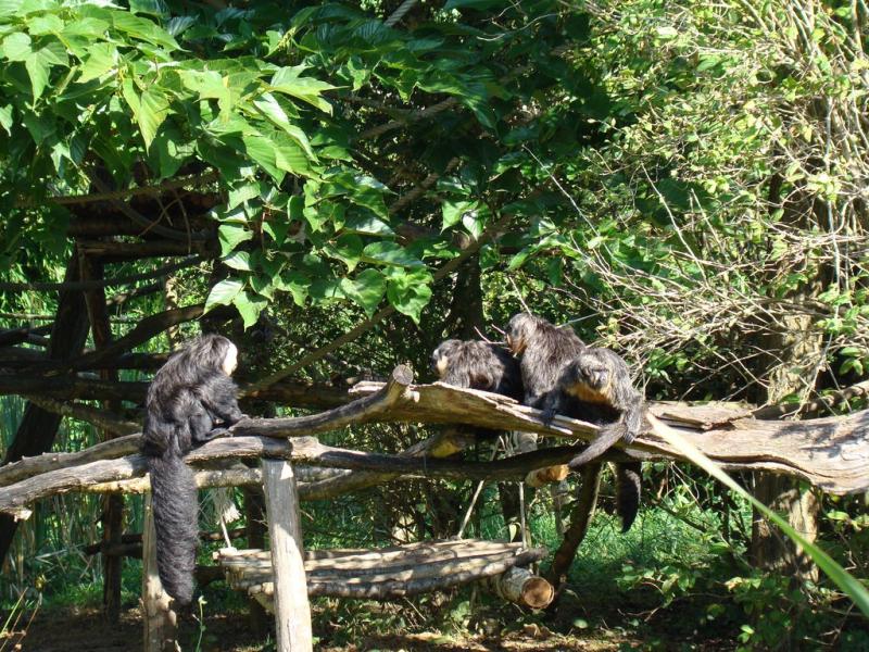 Saki à face blanche - 2005