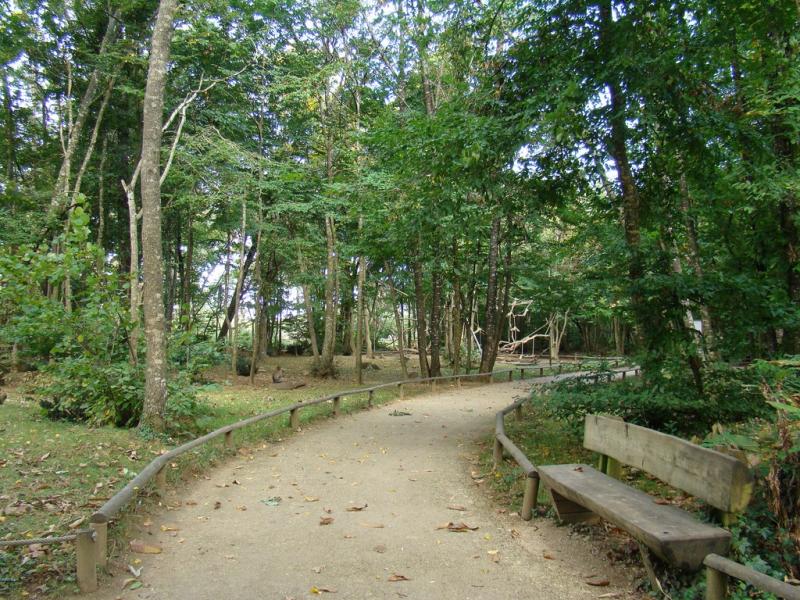 Macaque de Barbarie - 2005