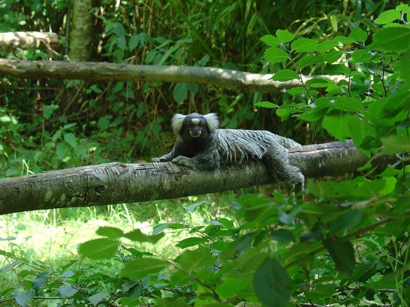 Tamarin pinché - 2005