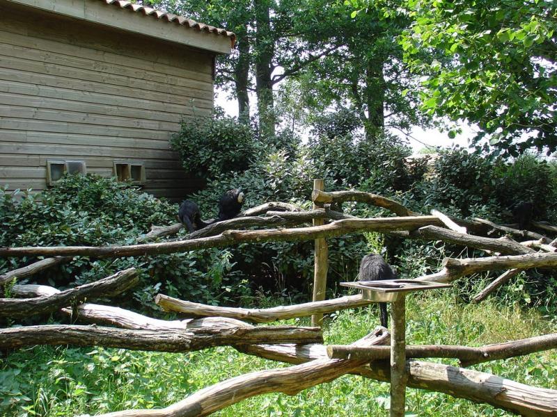 Tamarin pinché - Saki à face blanche - 2005