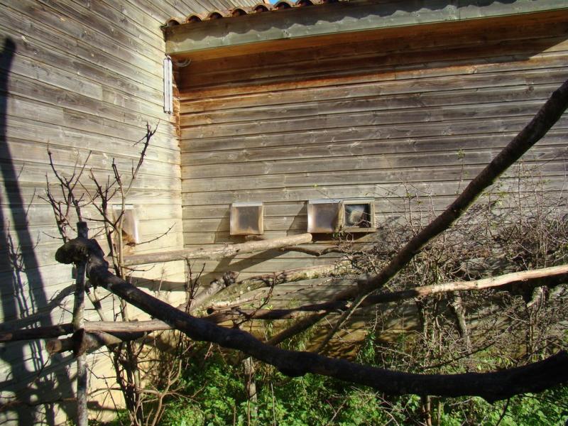 Saki à face blanche - Titi