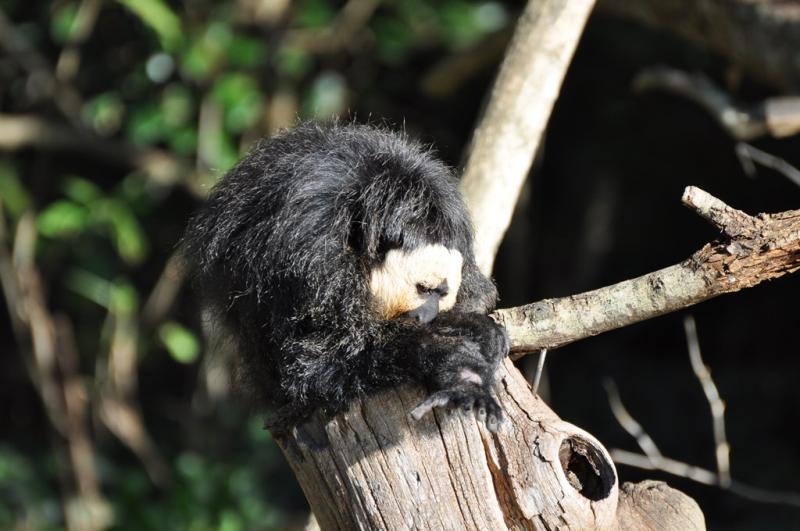 Saki à face blanche - 2011