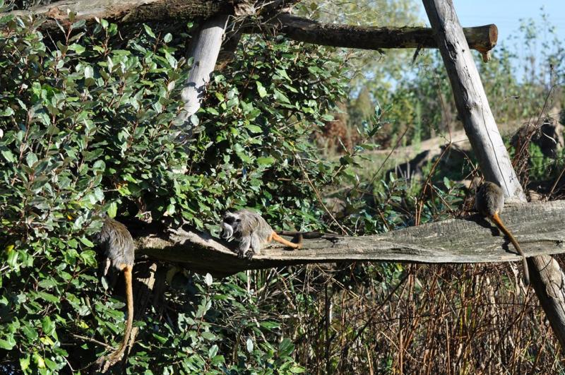 Tamarin empereur - 2011