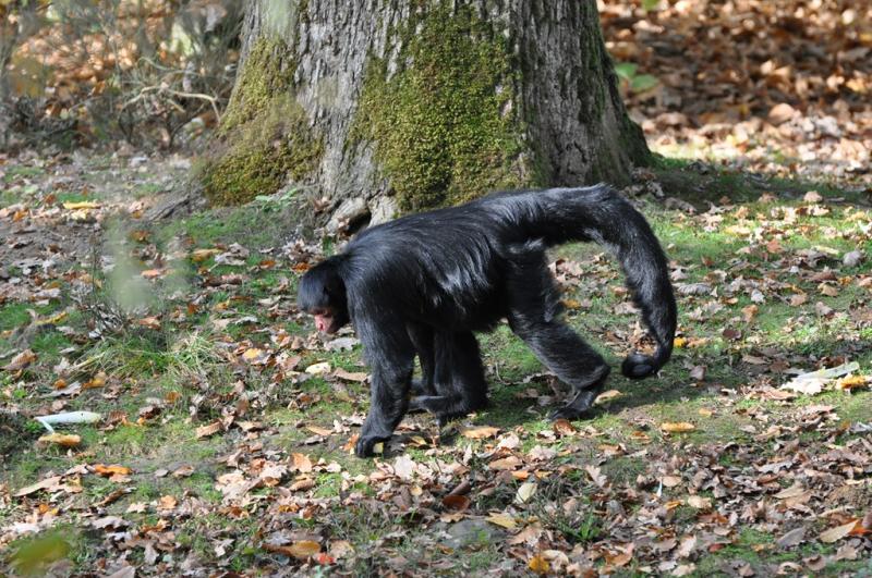Atèle à face rouge - 2011