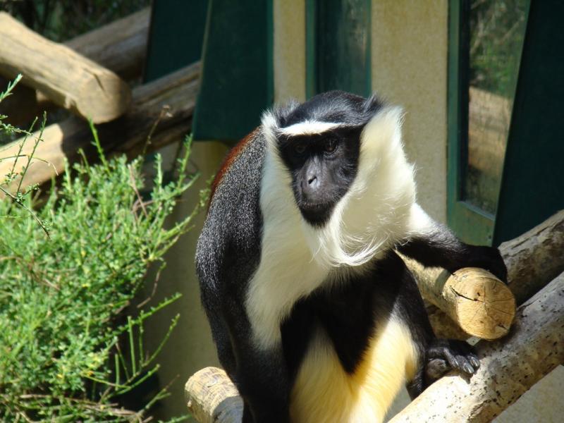 Diane roloway - 2011