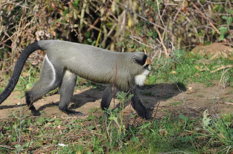 Cercopithèque de Brazza - 2011