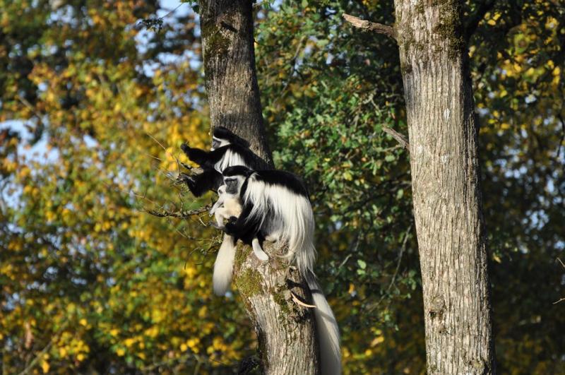 Colobe guéréza - 2011