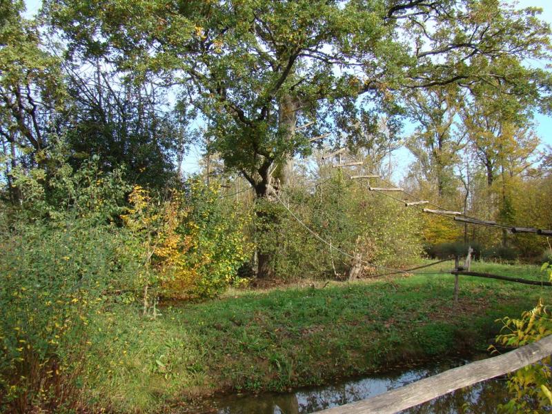 Gibbon à favoris blancs - 2011